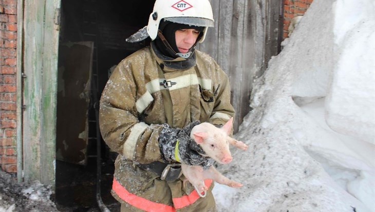 Пожарные выносят на руках поросят из горящего свинарника под Томском