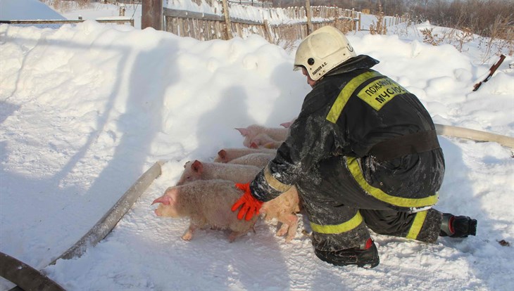 Сотрудники МЧС тушили пожар в свинарнике под Томском более 4 часов