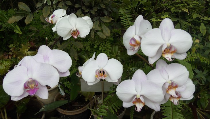 Ученые ТГУ вывели тропическую орхидею, похожую на цветущую яблоню