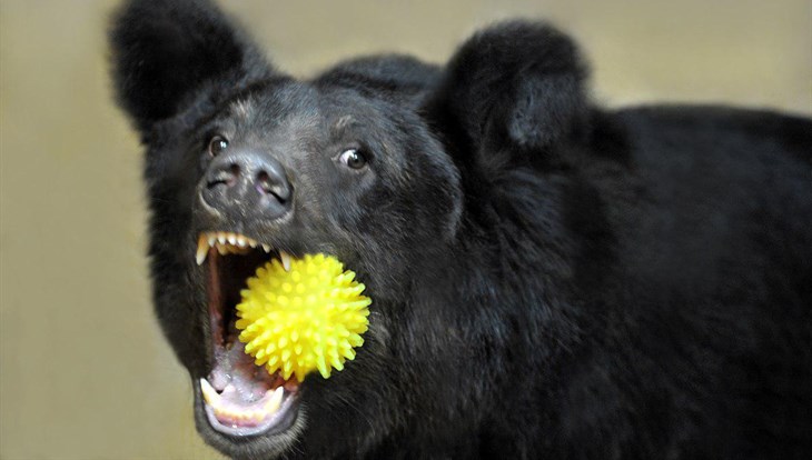 Волонтеры не могут вывезти медведицу из закрытого томского зоопарка