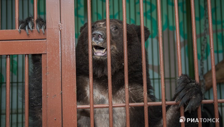 Волонтеры собрали деньги для оплаты долгов томского мини-зоопарка