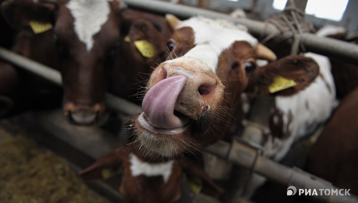 Голландский фермер учит томских коллег, как сделать коров счастливыми
