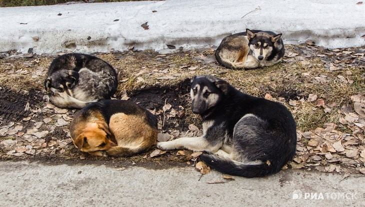 Эко-френдли распродажа в пользу бездомных животных пройдет в Томске