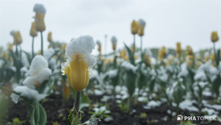 Снег, Томск, май на снимках в Instagram