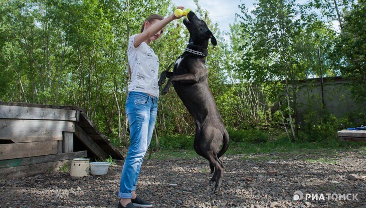 Возьми верного друга: истории томичей, приютивших бездомных собак