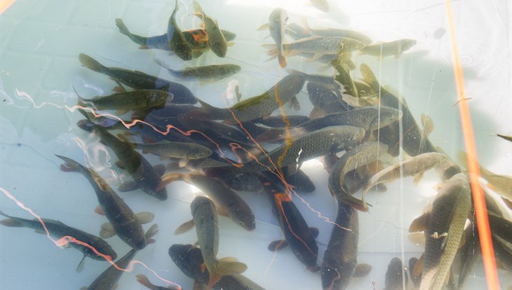 Биологи ТГУ откроют рыбную лабораторию вместе с чешскими ихтиологами