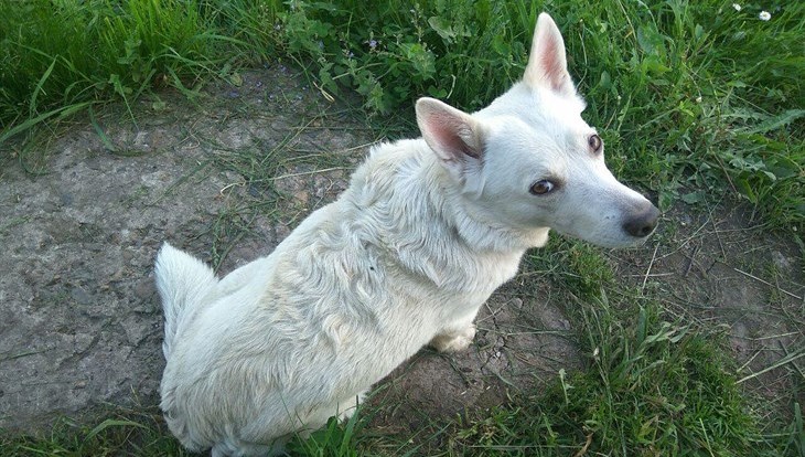 Mexican veterinarians treat dogs for distemper with TPU created drug