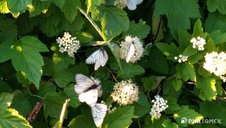 Ученый: бабочек боярышниц в Томске станет еще больше