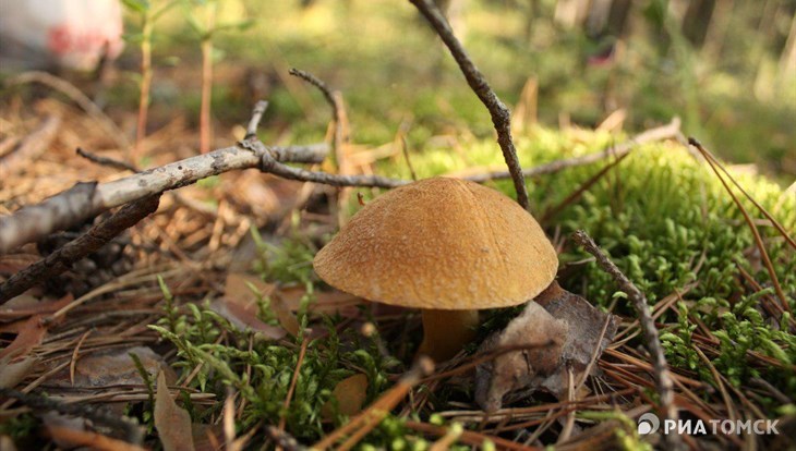 Эксперт: массовый сбор грибов начнется в лесах Томской области на днях