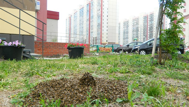 Волонтеры спасли пчел, поселившихся во дворе многоквартирника в Томске