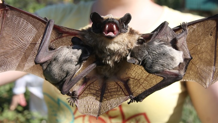 TSU biologists will check city bats for rabies