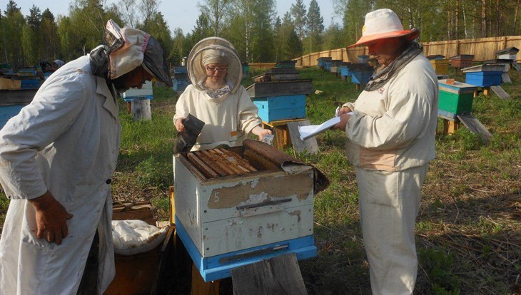 Староверы против метисов: как биологи выводят чистопородных пчел