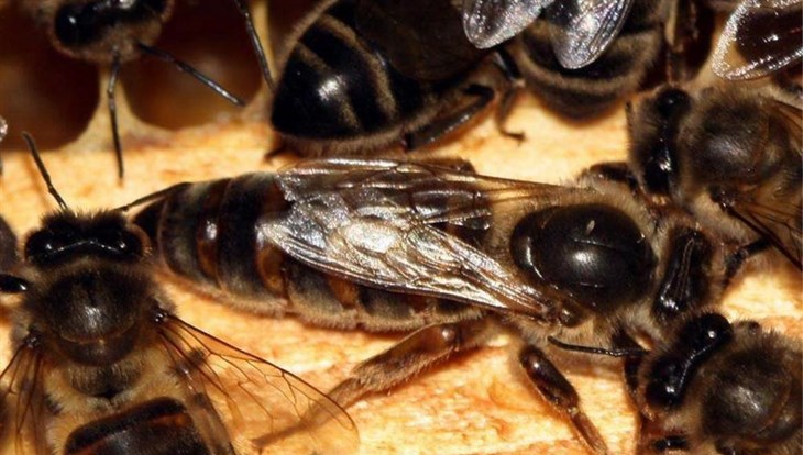 Прокуроры начали проверку после массовой гибели пчел в Томской области