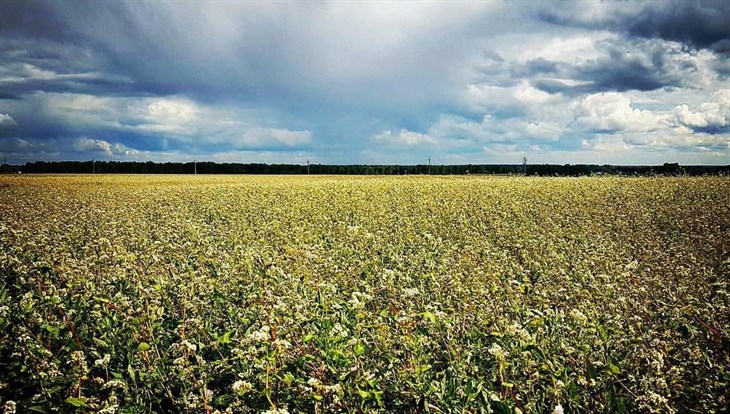РСХН: пять агрофирм в срок не сообщили томским пасечникам о пестицидах