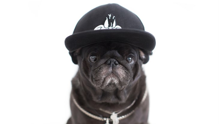 Собачьи радости: как мопс из Северска стал модником в Instagram
