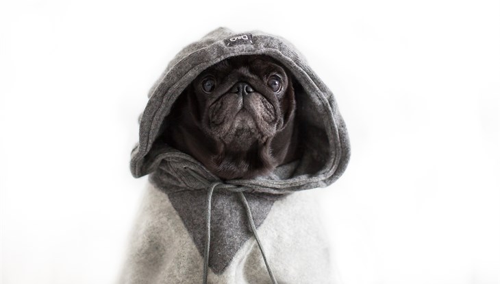 Собачьи радости: как мопс из Северска стал модником в Instagram