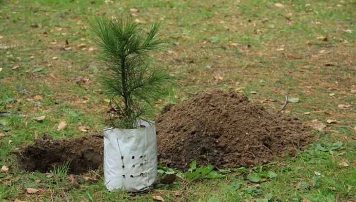 Descendants of the Reichstag storming plant cedars in Tomsk village