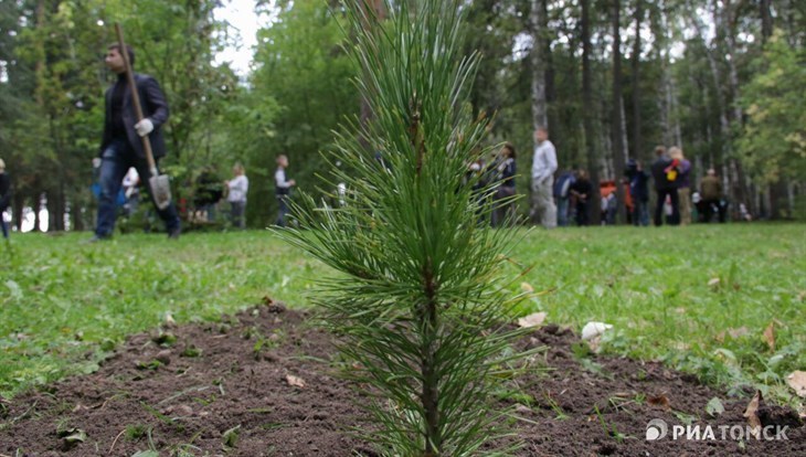 Народный кедровник из 800 деревьев заложен в Томске в Лагерном саду