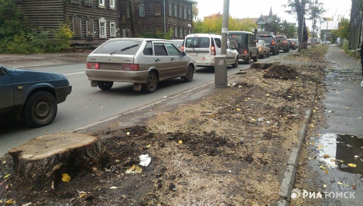 Более 1000 кустарников и деревьев появятся на Красноармейской в Томске