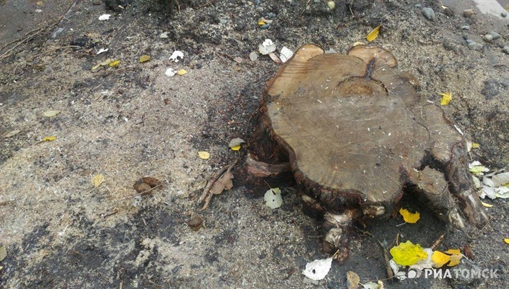 Мэрия Томска: снесенные у Лагерного деревья были сухими и опасными