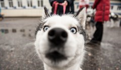 Обязательная регистрация собак может появиться в Томской области