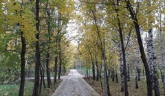Зона для игр и воркаут-площадка появятся в Михайловской роще Томска