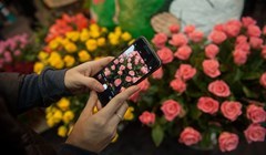 Эксперты: свежесрезанные цветы в Томске будут, вопрос – какие