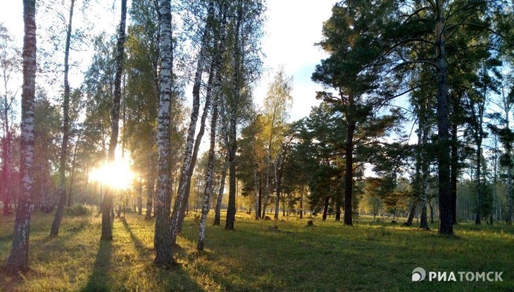 Власти Томска расширят список городских лесов, подлежащих охране