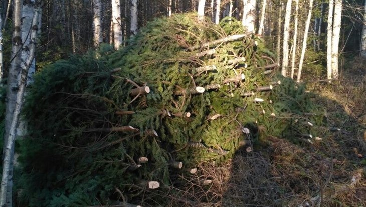 Браконьеры вырубили 400 томских пихт для елочных базаров Новосибирска