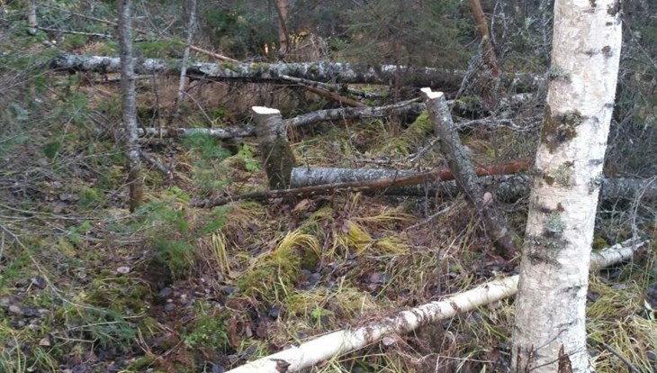 Томичи, незаконно вырубившие лес на 5 млн руб, получили реальные сроки