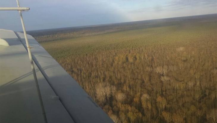Обработка томских лесов от шелкопряда началась в среду