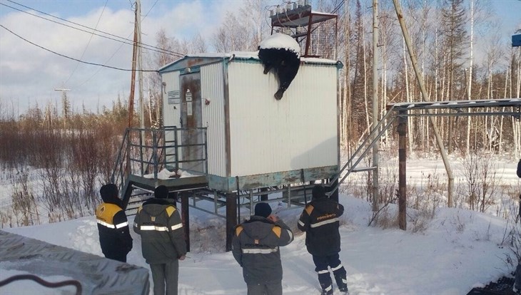 Медведь умер от удара током в лесу на границе с Томской областью