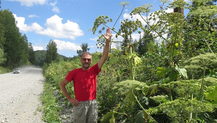 Ученые ТГУ выяснят, какие приезжие растения опасны для флоры Сибири