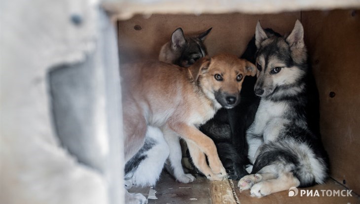 Власти ищут способ перенести собачий приют из томской Новомихайловки