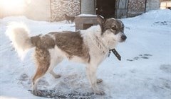 Ратнер: проблему бродячих собак нужно срочно решать на уровне РФ