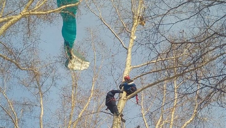 Спасатели сняли с тополя в Томске застрявшего парапланериста