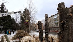 Около 350 аварийных деревьев снесут к маю на бульваре Кирова в Томске