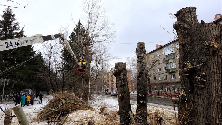 Около 350 аварийных деревьев снесут к маю на бульваре Кирова в Томске