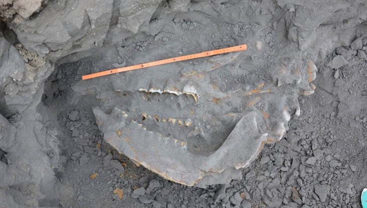 Ученый ТГУ исследует скелет носорога Мерка, жившего 100 тыс лет назад