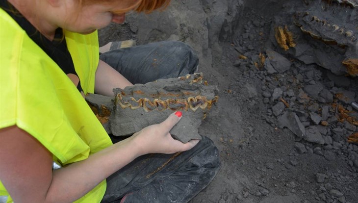 Ученый ТГУ исследует скелет носорога Мерка, жившего 100 тыс лет назад