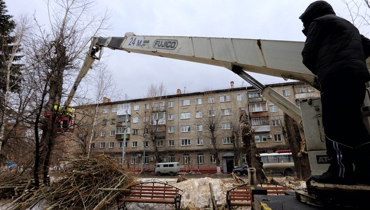 Эксперт о том, стоило ли сносить тополя на проспекте Кирова в Томске