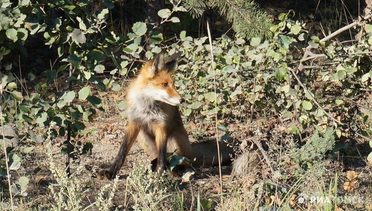 Эксперт: отстрелянные томские лисы не были разносчиками бешенства