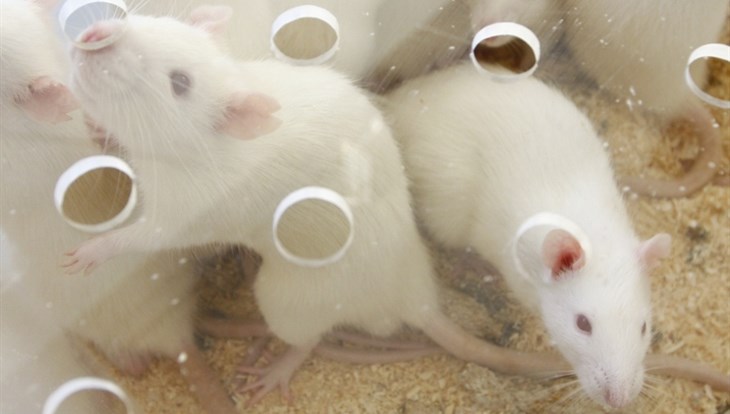 Ученые ТГУ отправят мышей на фитнес,чтобы найти способ лечения диабета
