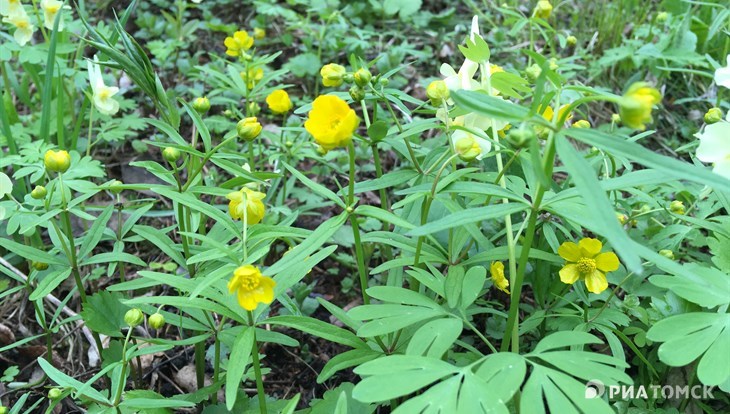 TSU and China scientists get a grant for the study of buttercups DNA