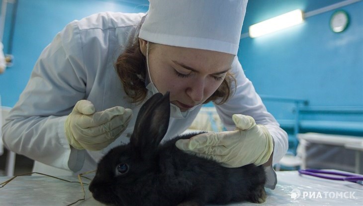 Ветеринар что сдавать. Томский аграрный колледж Ветеринария. Студенты ветеринары. Ветеринарный колледж Томск.