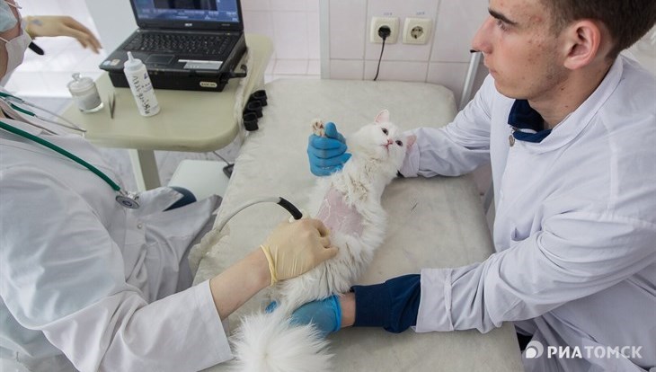 Роды у буренки и УЗИ для Мурки: как томские ветеринары сдают экзамены