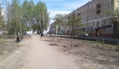 Саженцы из бакчарского питомника высадят на проспекте Кирова в Томске
