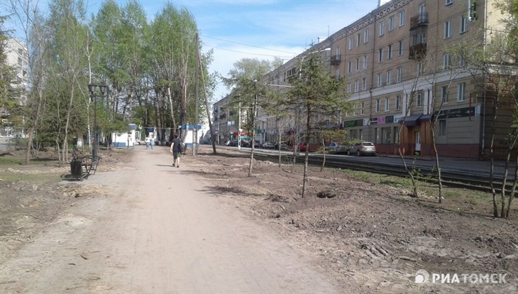 Саженцы из бакчарского питомника высадят на проспекте Кирова в Томске