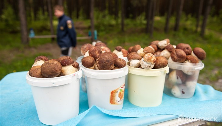 Эксперт: белый гриб появился в лесах под Томском раньше обычного
