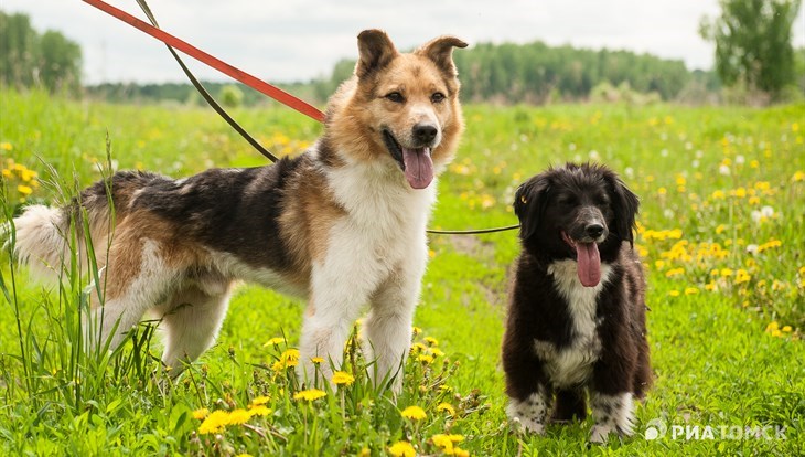 Пумба, Кэти и К°: собаки в томском пункте передержки ждут своих хозяев